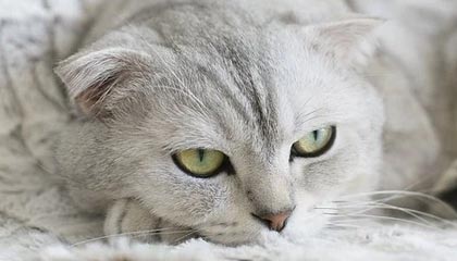 中信建投：AI带动的算力需求依然非常旺盛 调整是机会