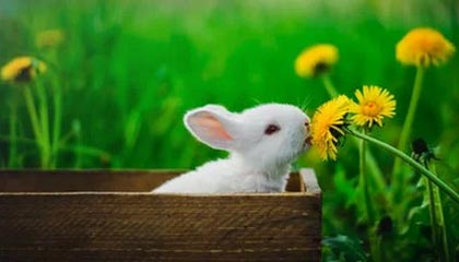 摩尔线程上市在即、沐曦IPO获批，国产算力进入快车道