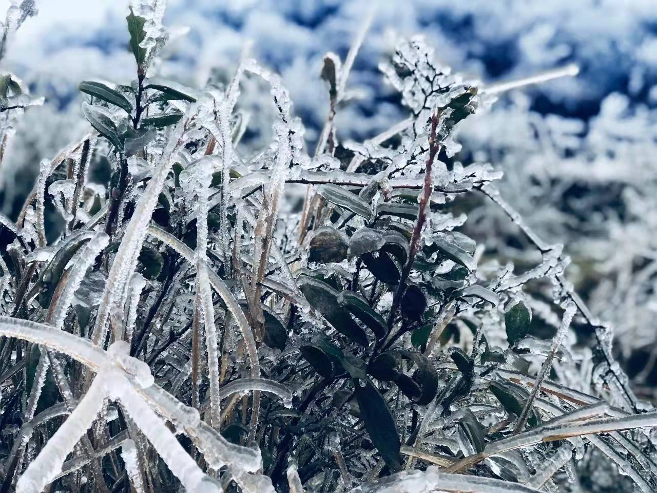 雾凇奇境：龙里油画大草原的冬日魔法