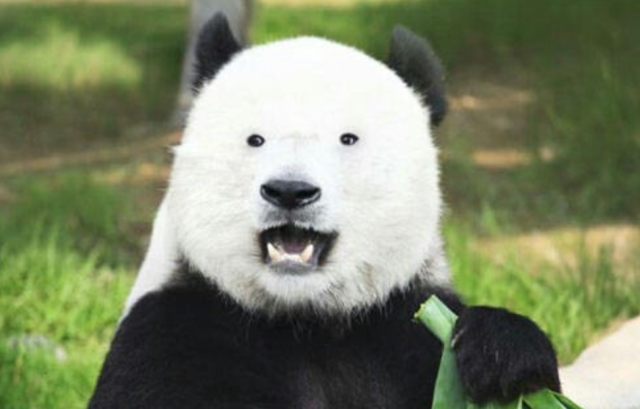 PandaFe(pandaFe诈骗)